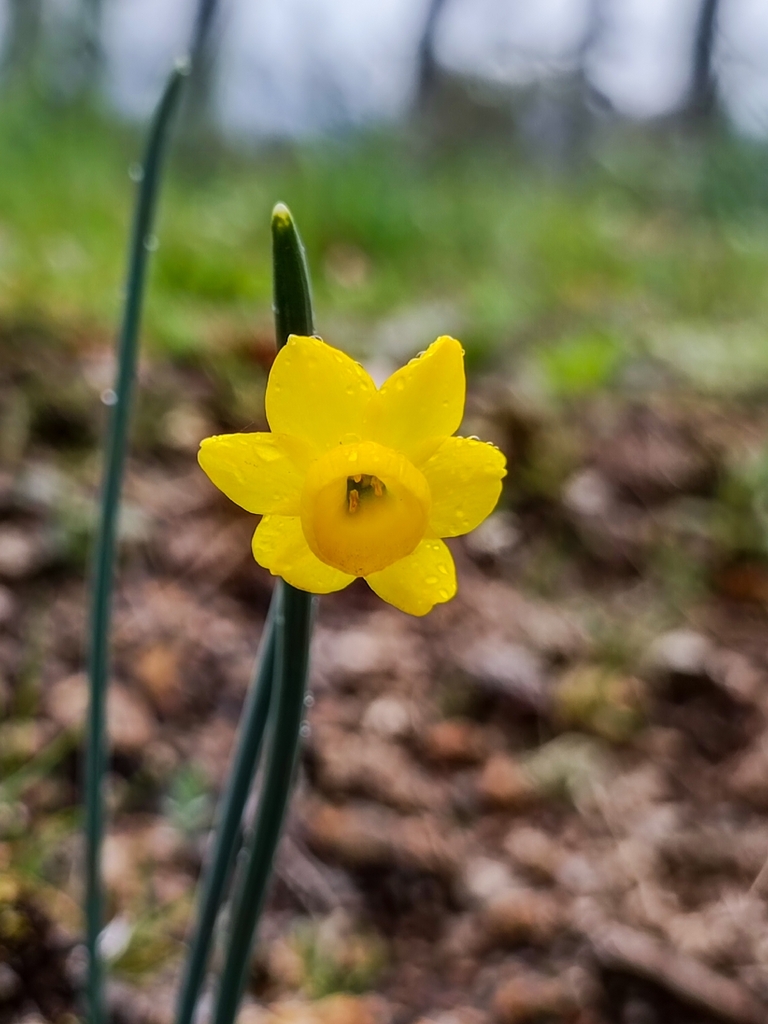 Narcissus vitekii