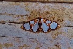 Glyphodes grandisalis