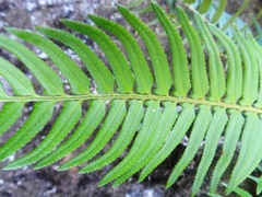 Polystichum falcinellum