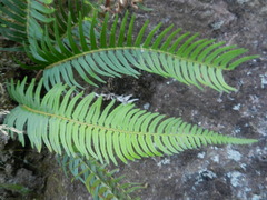 Polystichum falcinellum