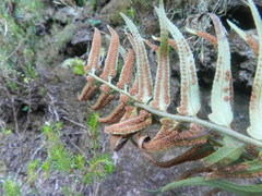 Polystichum falcinellum