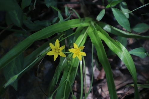 Hypoxis image