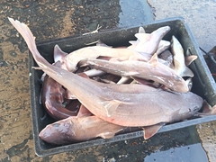 ヒゲツノザメ