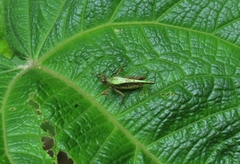Scaria