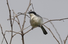 Polioptila plumbea