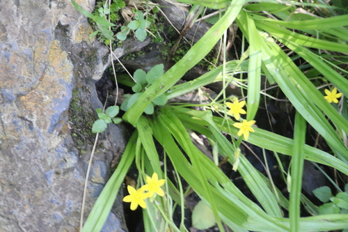 Hypoxis angustifolia image