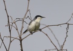Polioptila plumbea