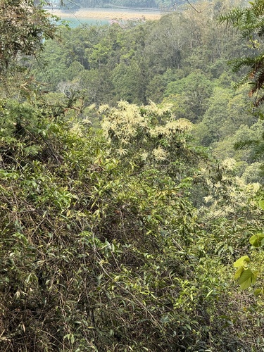 Castanopsis fargesii, photograph 4