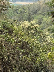Castanopsis fargesii, photograph (c) chrisdt, some rights reserved (CC BY)
