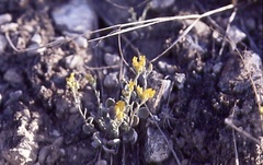 Physaria didymocarpa