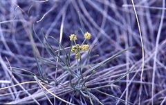 Lomatium triternatum
