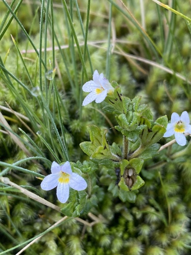 Euphrasia australis observed 2026-04-02