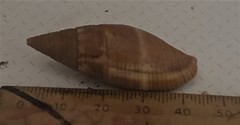 Mitridae
