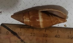 Mitridae
