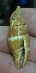 Mitridae
