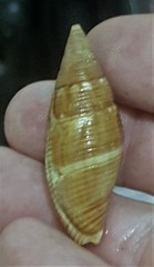 Mitridae