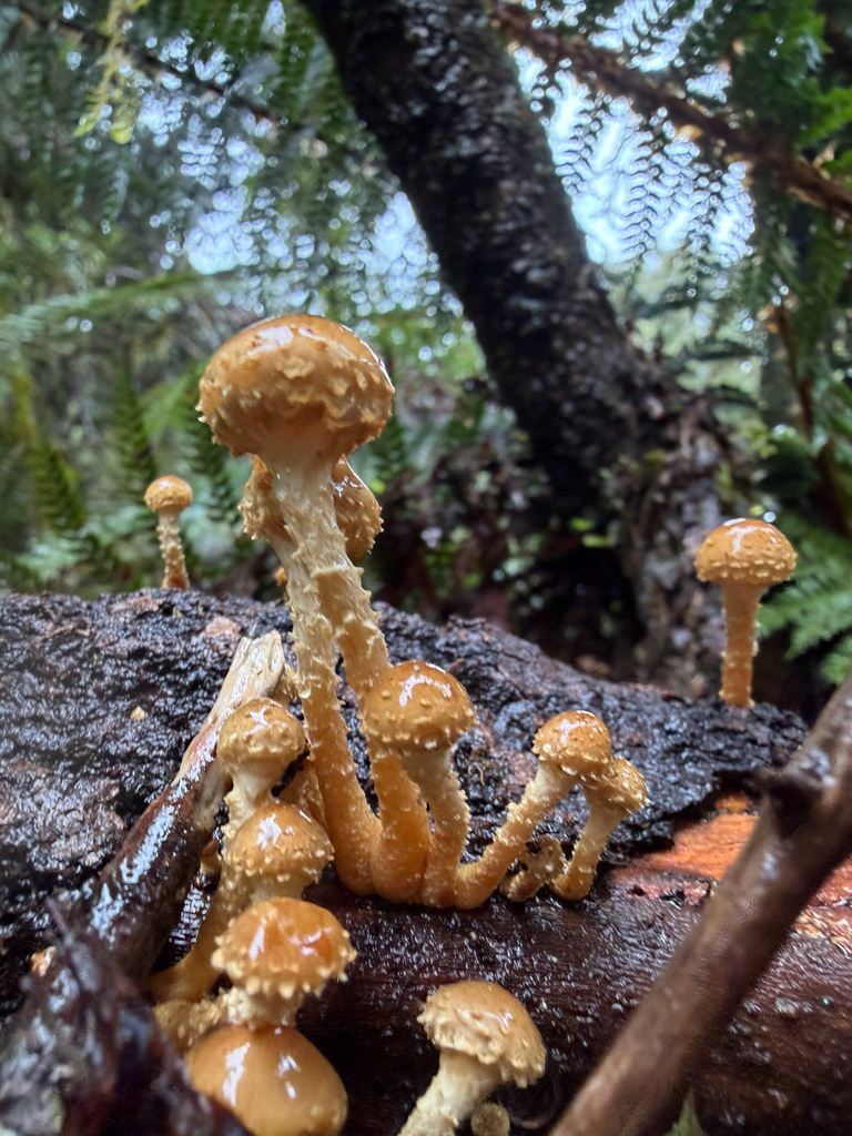 Pholiota subflammans · April 2026 · photo: © ella_m_sangster (iNaturalist, cc-by)