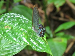 Pseudohaetera hypaesia