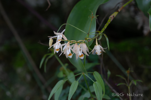 Coelogyne stricta, photograph 1