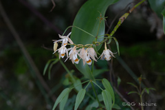Coelogyne stricta, photograph (c) Wang.QG, some rights reserved (CC BY)