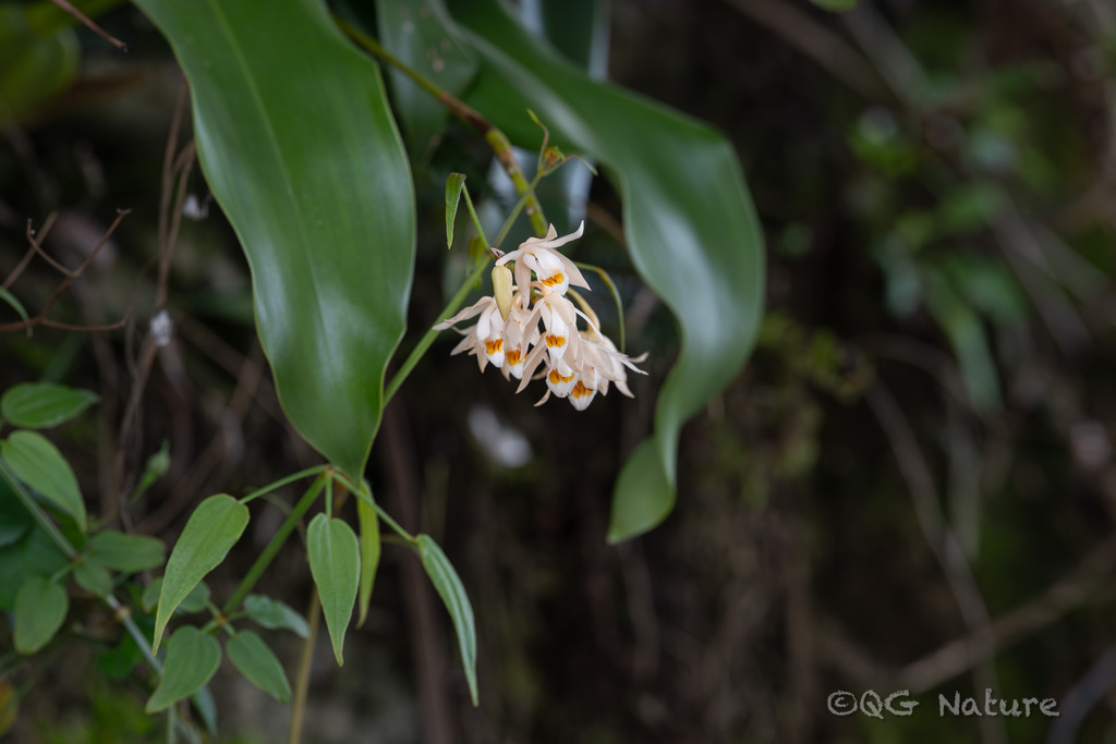 Coelogyne stricta (D.Don) Schltr.