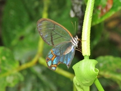 Pseudohaetera hypaesia