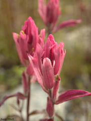Castilleja raupii