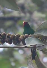 Chlorornis riefferii