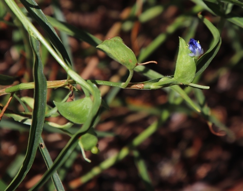Commelina eckloniana (Commelina eckloniana)