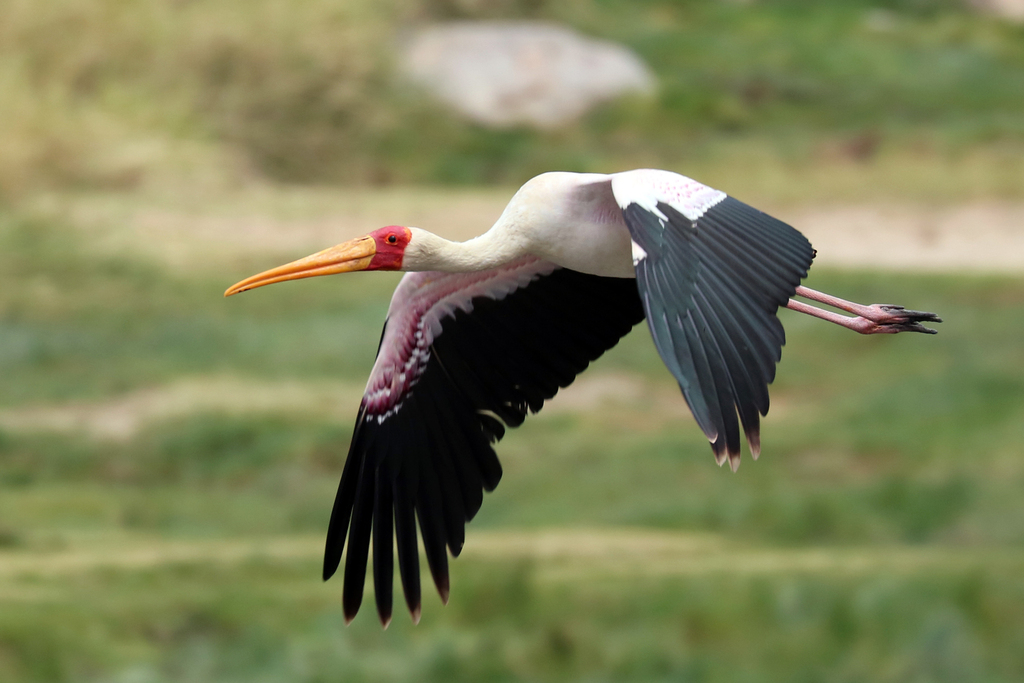 Yellow-Billed Stork