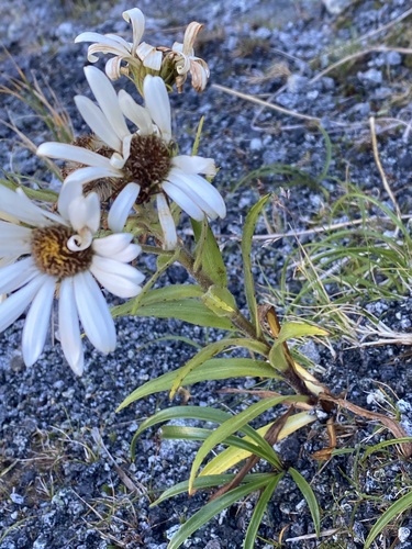 Dolichoglottis scorzoneroides observed 2026-04-02