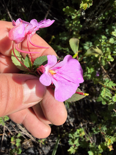 Impatiens hydrogetonoides kituloensis