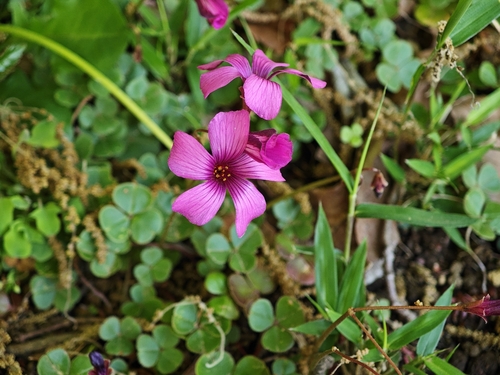 Oxalis brasiliensis, photograph 5