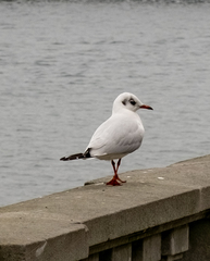 Chroicocephalus ridibundus