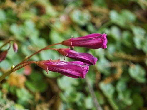 Oxalis brasiliensis, photograph 6