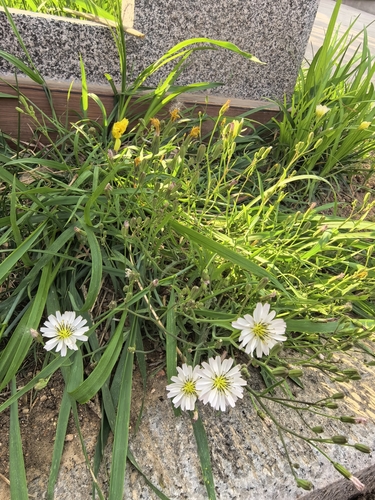 Yellow bristle-hair ixeris