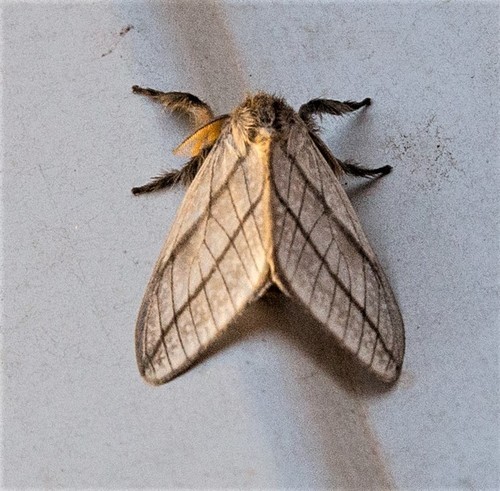 Thagona bilinea