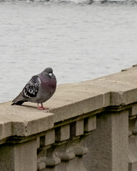 Columba livia domestica
