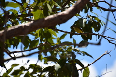 Microeca flavigaster