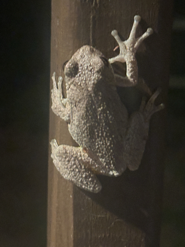 Cope's Gray Tree Frog observed by lowershoremd
