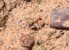 Iridomyrmex sanguineus