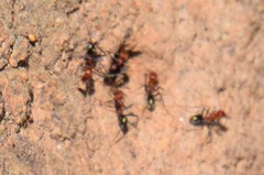 Iridomyrmex sanguineus