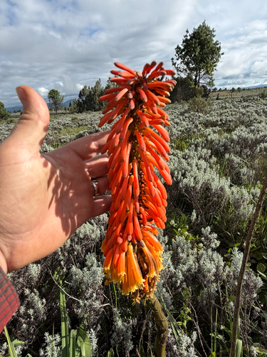 Kniphofia goetzei