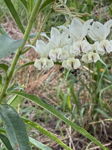 Gomphocarpus physocarpus observed 2026-04-16