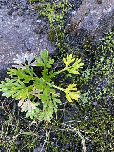 Ranunculus sericophyllus observed 2026-04-02