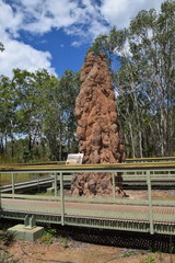 Nasutitermes triodiae