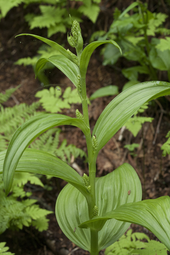 white false hellebore