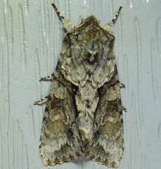 Achatia distincta