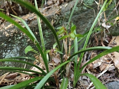 Cymbidium goeringii, photograph (c) WATANABE Hitoshi 渡辺仁, some rights reserved (CC BY)
