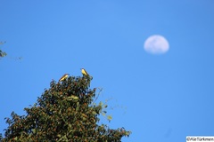 Pitangus sulphuratus